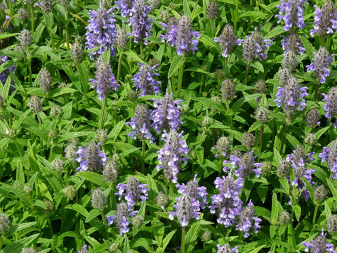 Kattekruid (Nepeta nervosa)