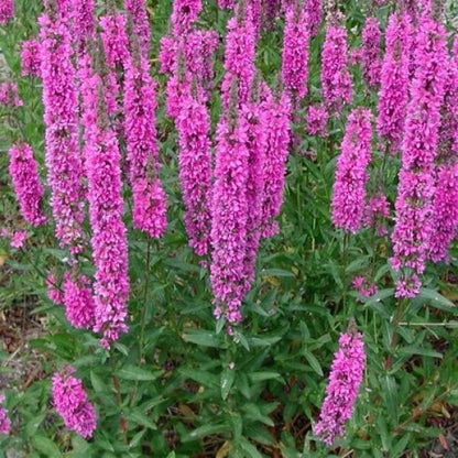 Kattestaart (Lythrum salicaria) - Tuinplanten