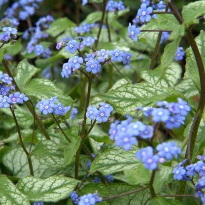 Kaukasisches Vergissmeinnicht (Brunnera macrophylla 'Jack Frost') - Gartenpflanzen