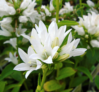 Kluwen klokje (Campanula glomerata 'Schneekrone') - Tuinplanten