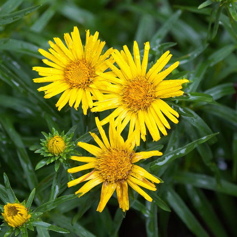 Koeieoog (Buphthalmum salicifolium) - Tuinplanten