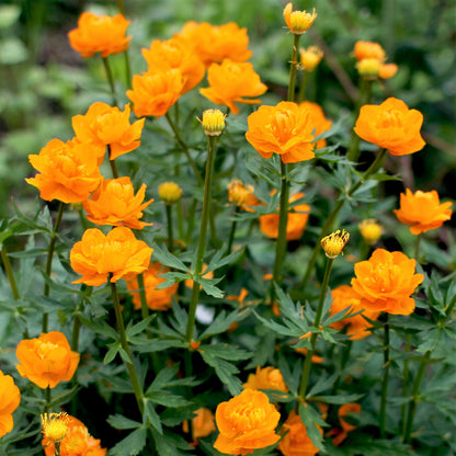 Kogelbloem (Trollius chinensis 'Golden Queen') - Tuinplanten