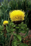 Korenbloem (Centaurea macrocephala) - Tuinplanten