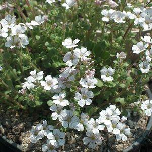 Kruipend gipskruid (Gypsophila cerastioides) - Tuinplanten