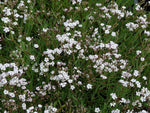 Kruipend gipskruid (Gypsophila repens 'Alba') - Tuinplanten