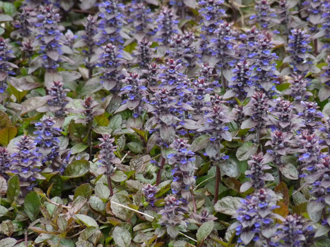 Kruipend zenegroen (Ajuga reptans 'Atropurpurea') - Tuinplanten