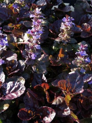 Kruipend zenegroen (Ajuga reptans 'Black Scallop')