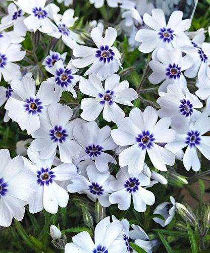 Kruipphlox (Phlox (S) 'Bavaria') - Tuinplanten