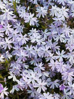 Kruipphlox (Phlox (S) 'Emerald Cushion Blue')