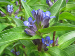 Kruisbladgentiaan (Gentiana cruciata) - Tuinplanten