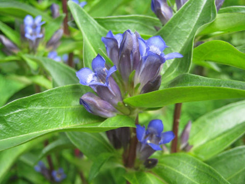 Kruisbladgentiaan (Gentiana cruciata) - Tuinplanten