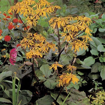 Kruiskruid (Ligularia dentata 'Desdemona') - Tuinplanten