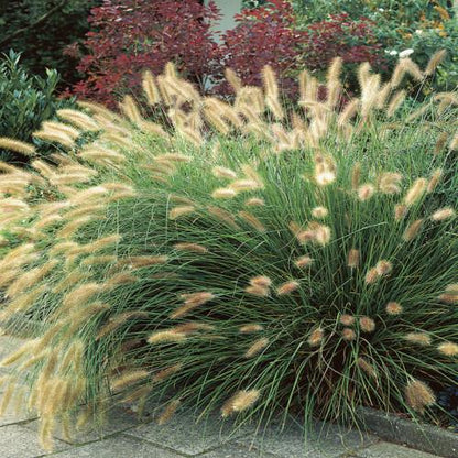 Lampepoetsersgras (Pennisetum alopecuroides 'Hameln') - Tuinplanten