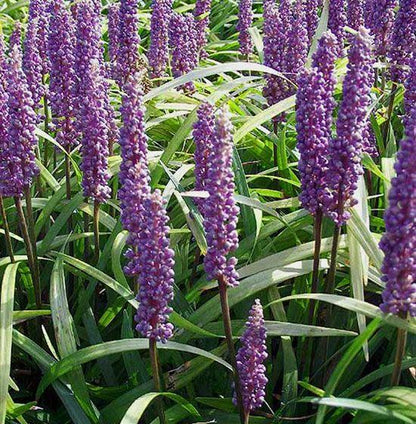 Leliegras (Liriope muscari 'Moneymaker') - Tuinplanten