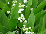 Lelietje der dalen (Convallaria majalis) - Tuinplanten