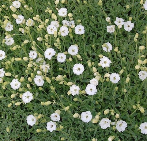 Lijmkruid (Silene maritima 'Weisskehlchen')