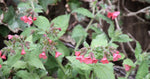 Longkruid (Pulmonaria rubra 'Redstart') - Tuinplanten