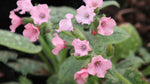 Longkruid (Pulmonaria saccharata 'Dora Bieleveld') - Tuinplanten