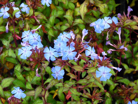 Loodkruid (Cerastostigma plumbaginoides) - Tuinplanten