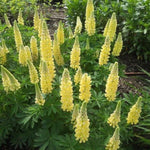 Lupine (Lupinus 'Chandelier')