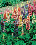 Lupine (Lupinus 'Minarette') - Tuinplanten