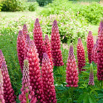 Lupine (Lupinus 'My Castle')