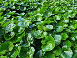 Mansoor (Asarum europaeum) - Tuinplanten