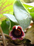 Mansoor (Asarum europaeum) - Tuinplanten