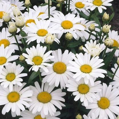 Margriet (Leucanthemum ‘Alaska’) - Tuinplanten
