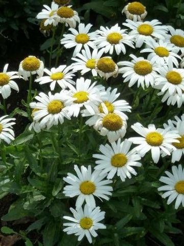 Margriet (Leucanthemum ‘Silberprinzesschen’) - Tuinplanten