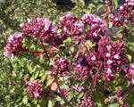 Marjolein (Origanum 'Rosenkuppel') - Tuinplanten