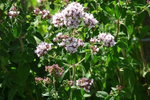 Marjolein (Origanum vulgare 'Compactum')