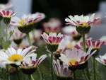 Marokkaanse kamille (Anacyclus depressus) - Tuinplanten