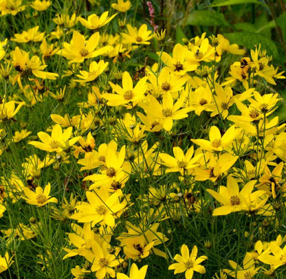 Meisjes ogen (Coreopsis vert. 'Zagreb') - Tuinplanten