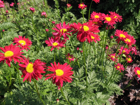 Moederkruid (Tanacetum 'Robinson's Red')