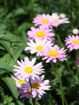 Moederkruid (Tanacetum 'Robinson's Rose') - Tuinplanten