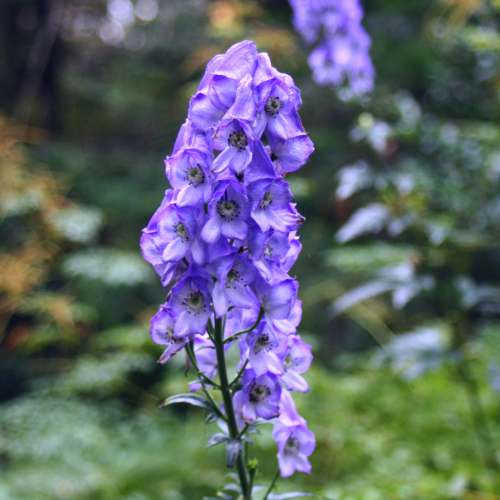 Monnikskap (Aconitum carmichaelii 'Arendsii') - Tuinplanten