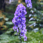 Monnikskap (Aconitum carmichaelii 'Arendsii') - Tuinplanten