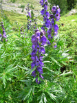 Monnikskap (Aconitum napellus) - Tuinplanten