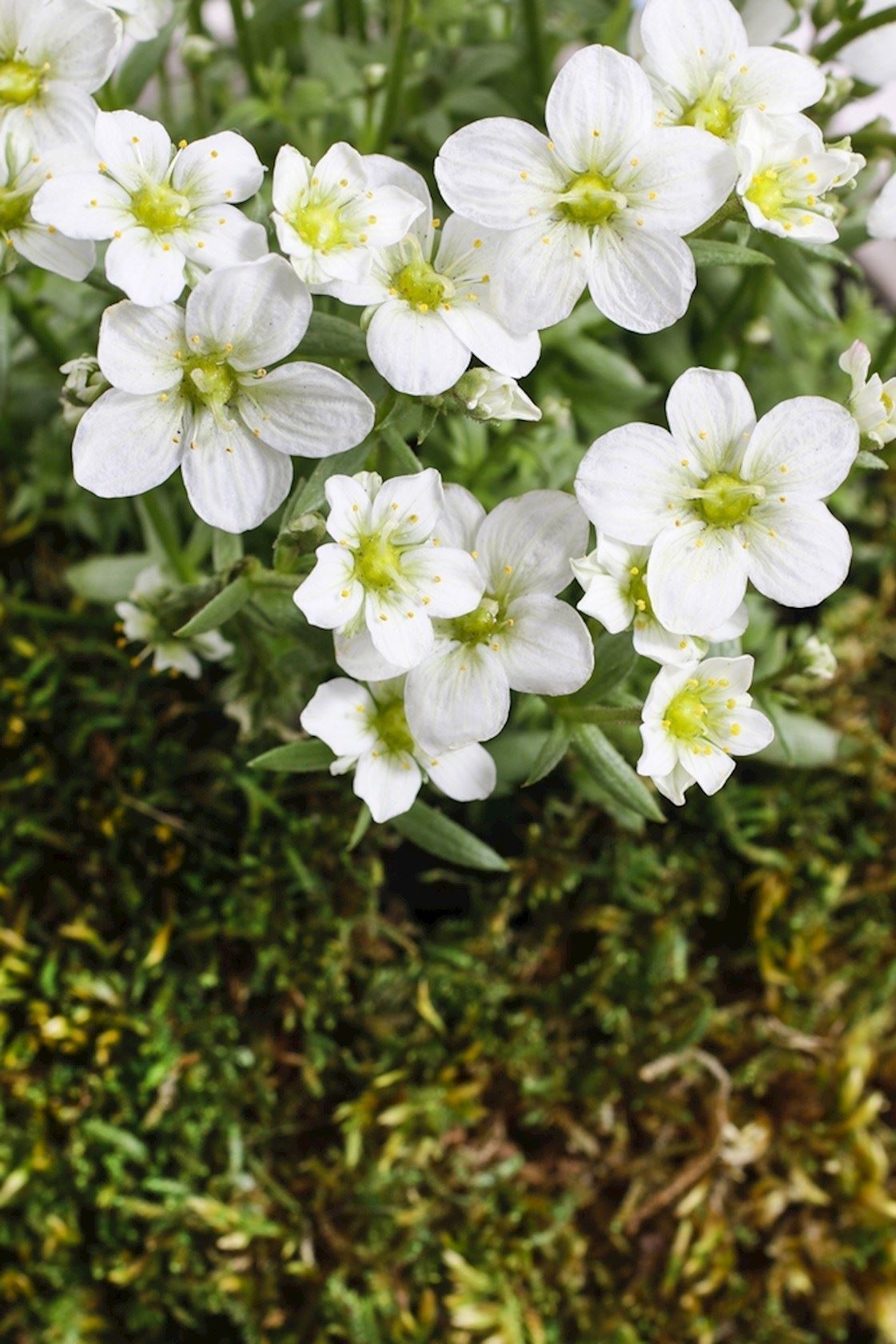 Mossteenbreek (Saxifraga (A) 'Schneeteppich') - Tuinplanten