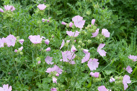 Muskuskaasjeskruid (Malva moschata 'Rosea') - Tuinplanten