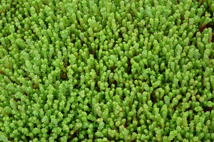 Muurpeper (Sedum acre) - Tuinplanten