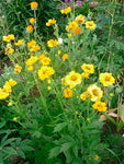 Nagelkruid (Geum chiloense ‘Lady Stratheden’) - Tuinplanten