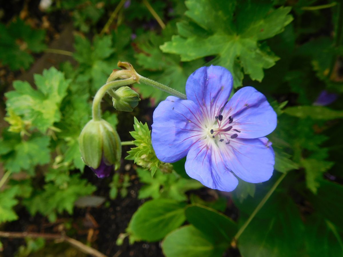 Ooievaarsbek (Geranium 'Johnson's Blue') - Tuinplanten