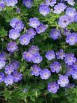 Ooievaarsbek (Geranium 'New Dimension') - Tuinplanten