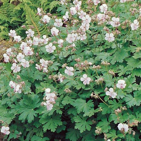 Ooievaarsbek (Geranium cantabrigiense 'Biokovo')
