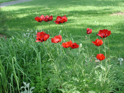 Oosterse klaproos (Papaver orientale 'Brilliant') - Tuinplanten