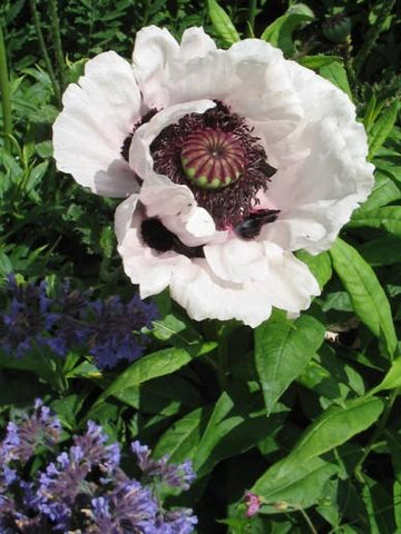 Oosterse klaproos (Papaver orientale 'Perry's White')
