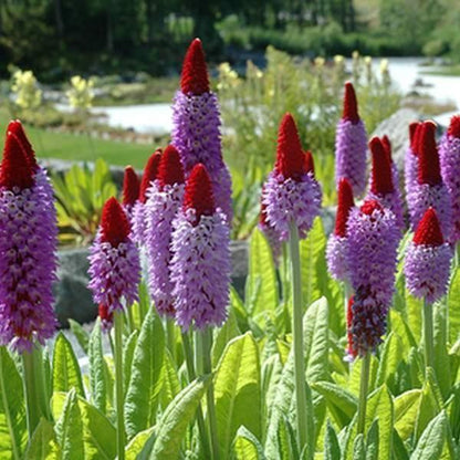 Orchideeprimula (Primula vialii) - Tuinplanten