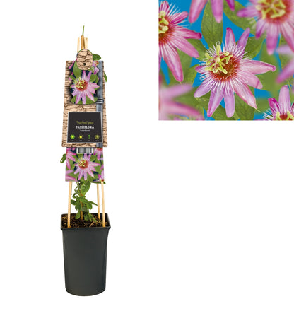 Klimplant Passiflora Anastasia (passiebloem) - Klimplanten